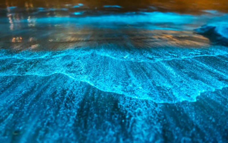 Bioluminiscencia de Holbox
