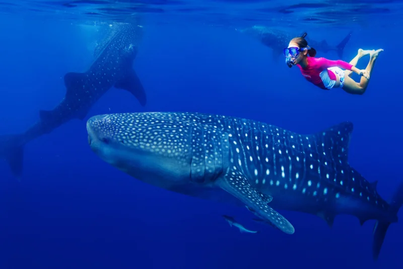 Nado con Tiburón Ballena (temporada)