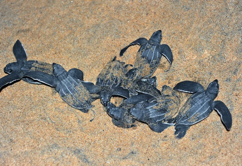 Área de Tortugas Marinas Holbox