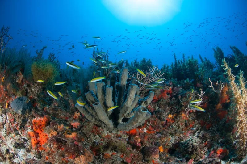 Arrecife de Cabo Catoche