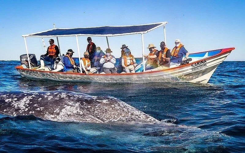 Bahía Magdalena (excursión de temporada)
