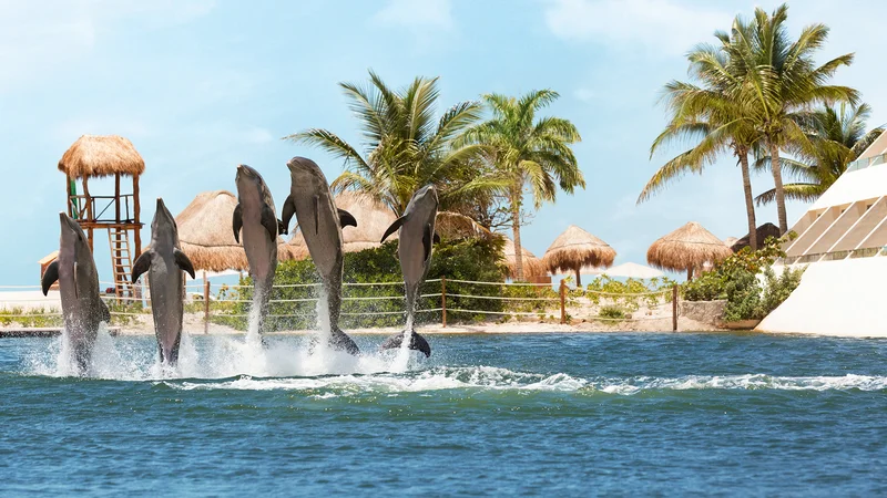 Delphinus Punta Cancún