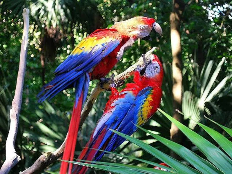 Aviario Xaman-Há