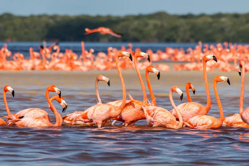 Observación de Flamencos en Holbox