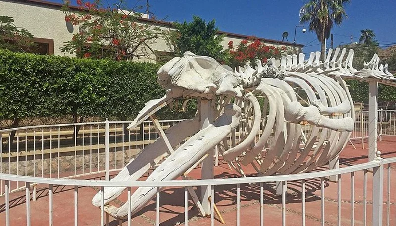 Museo de Historia Natural de Cabo San Lucas