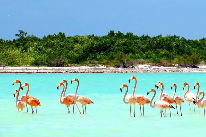 Tour de aves en Holbox
